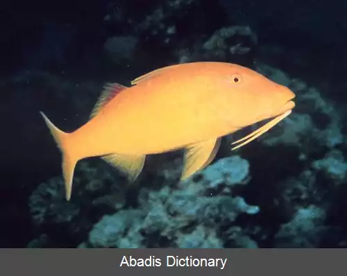 عکس بزماهی زین طلایی