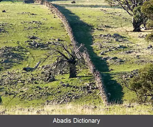 عکس مایکولتا استرالیای جنوبی