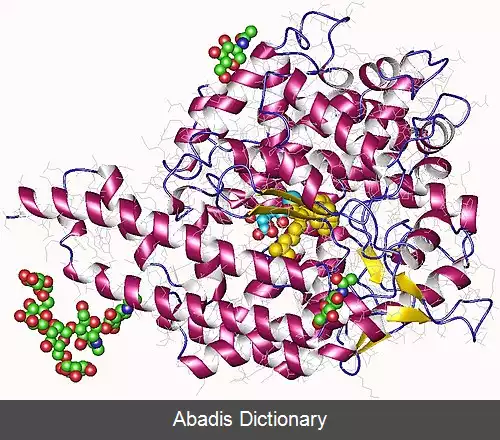 عکس آنزیم مبدل آنژیوتانسین