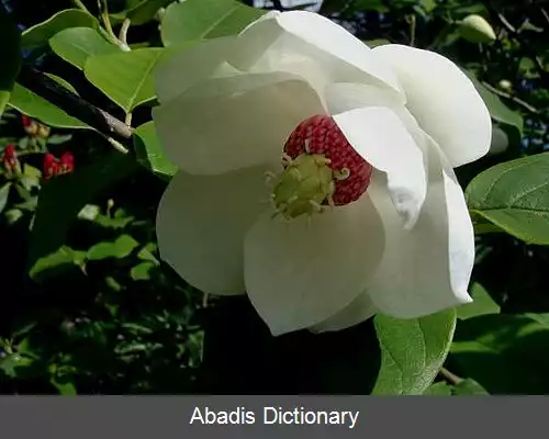 عکس مگنولیا سیبلدی