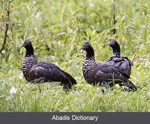 عکس فریادکش شاخ دار