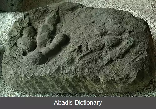 عکس رد سنگواره ای