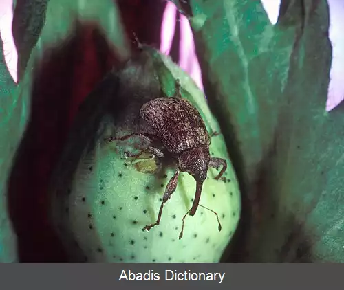 عکس سوسکچه غوزه
