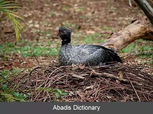 عکس فریادکش جنوبی