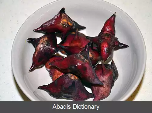 عکس سه کنجه خیز