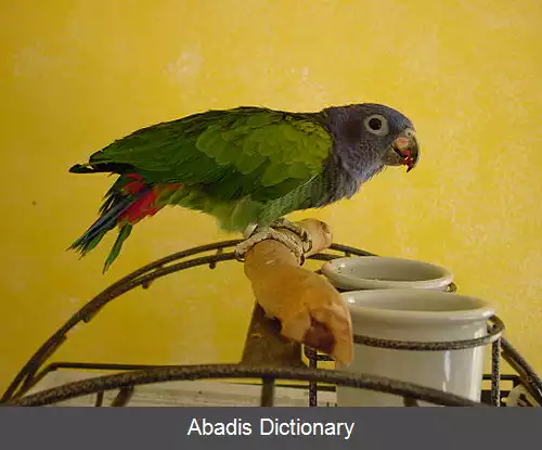 عکس طوطی سرآبی