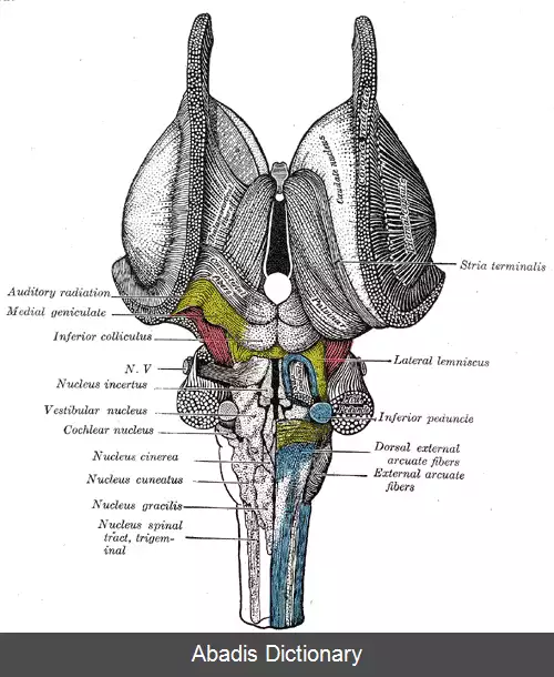 عکس هسته حلزونی مغز