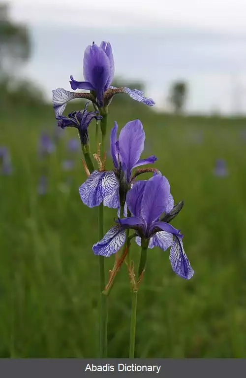 عکس زنبق سیبری