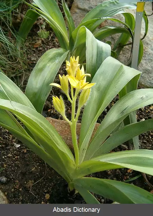 عکس زرداختران