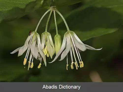 عکس سوسن قطره طلا