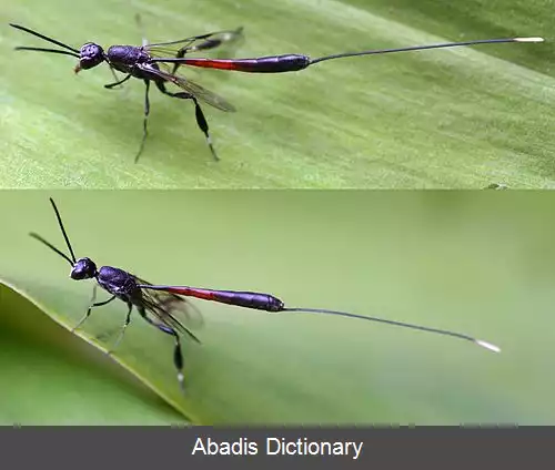 عکس زنبورهای پاچماقی