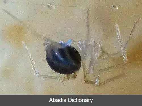 عکس عنکبوت های غارنشین پادراز