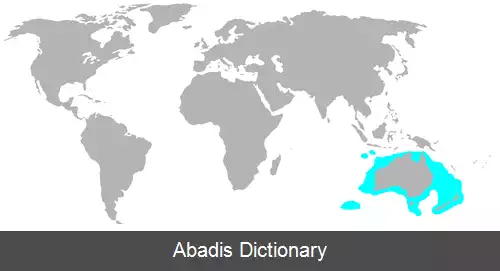 عکس سفیدغاز استرالزی