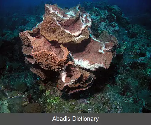 عکس اسفنج بزرگ کارائیب