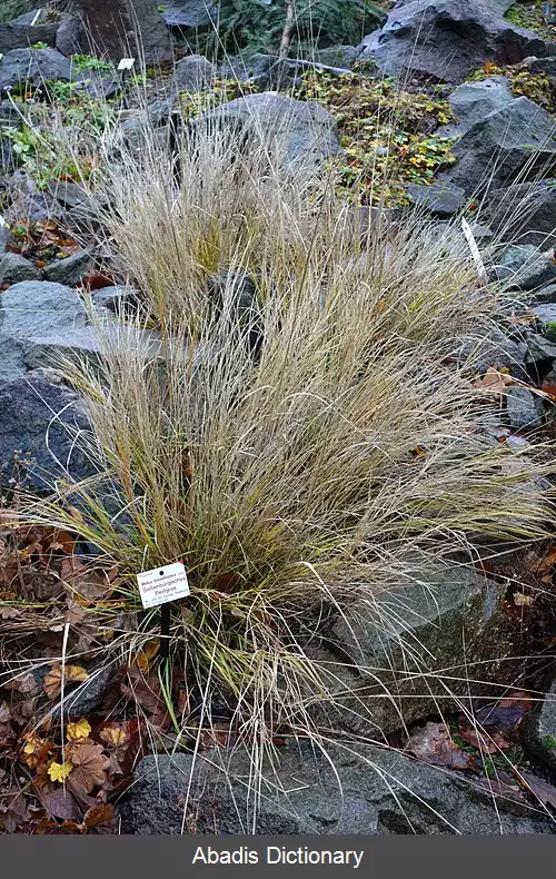 عکس ملیکای ترانسیلوانا