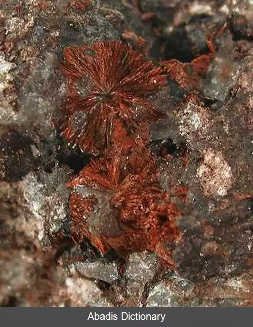 عکس زوکولاتلیت