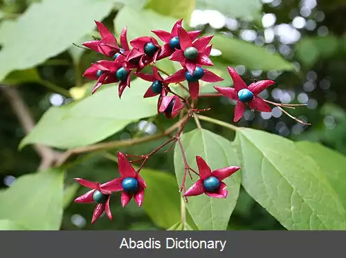 عکس فهرست میوه های غیر خوراکی