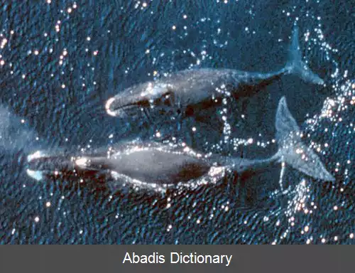عکس نهنگ قطبی