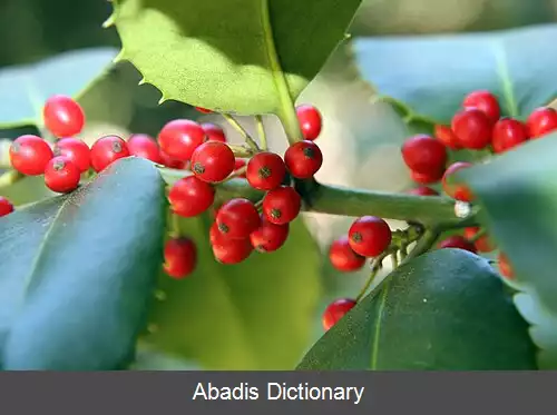 عکس فهرست میوه های غیر خوراکی