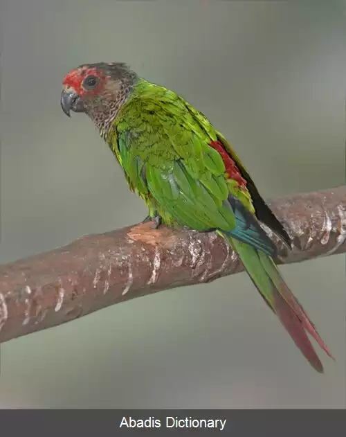 عکس طوطی پیشانی گلی