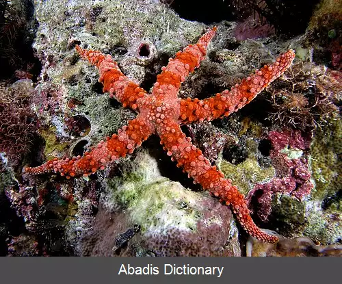 عکس ستاره دریایی