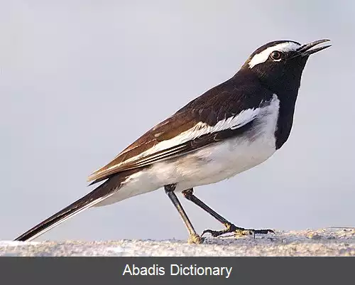 عکس دم جنبانک ابروسفید