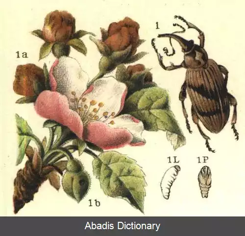عکس سوسکچه شکوفه سیب