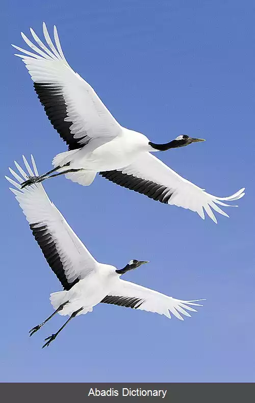 عکس درنای کاکل قرمز