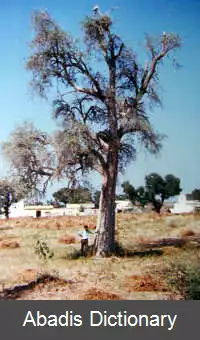 عکس هرساوا