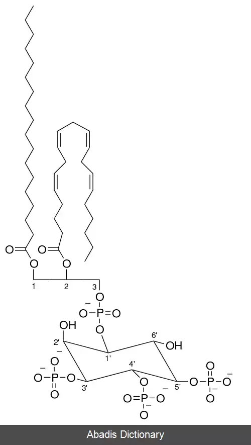 عکس فسفاتیدیل اینوزیتول (۳٬۴٬۵) تری فسفات