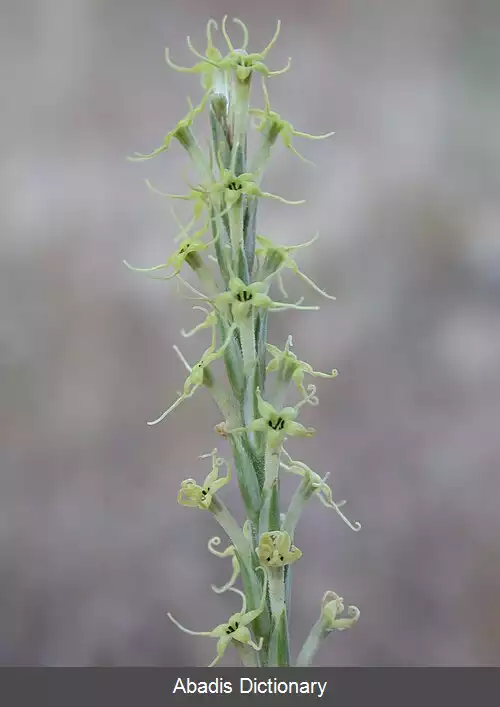 عکس صلیبک (سرده)