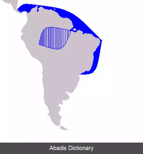 عکس دلفین گویان