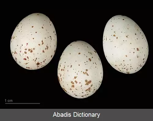 عکس چرخ ریسک مردابی