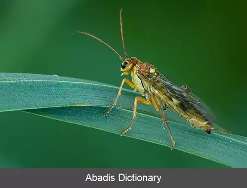 عکس زنبورهای برگ خوار