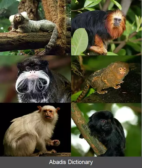 عکس میمون های پنجه ای