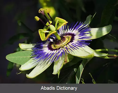 عکس گل ساعتی معمولی