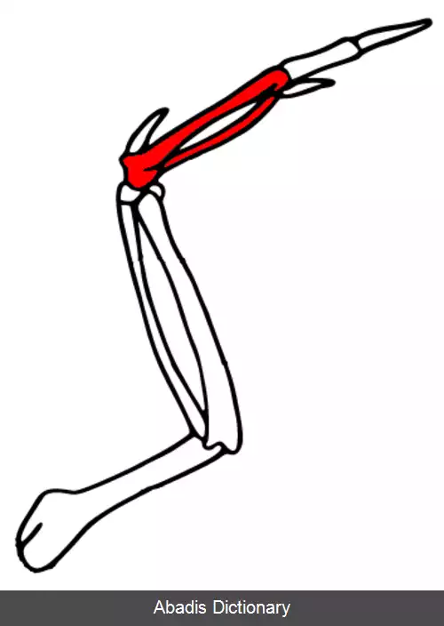 عکس استخوان مچی