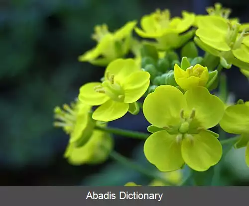 عکس کلم برگ چینی