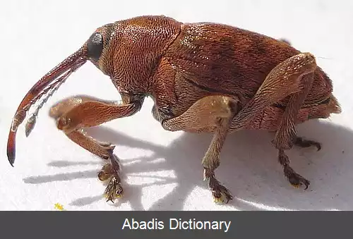 عکس سوسکچه های بلوط