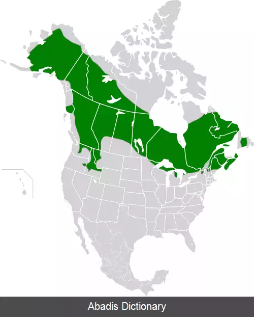 عکس سیاه خروس کانادایی