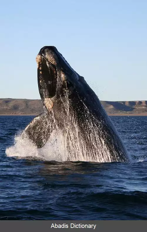 عکس نهنگ شکار