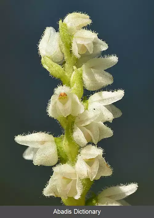 عکس سفیدبرفی (گیاه)