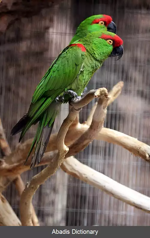 عکس طوطی نوک کلفت