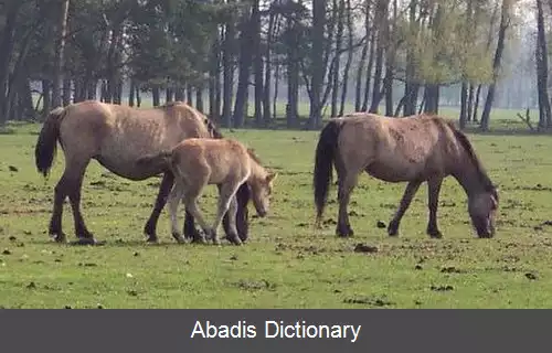 عکس اسبچه دولمن