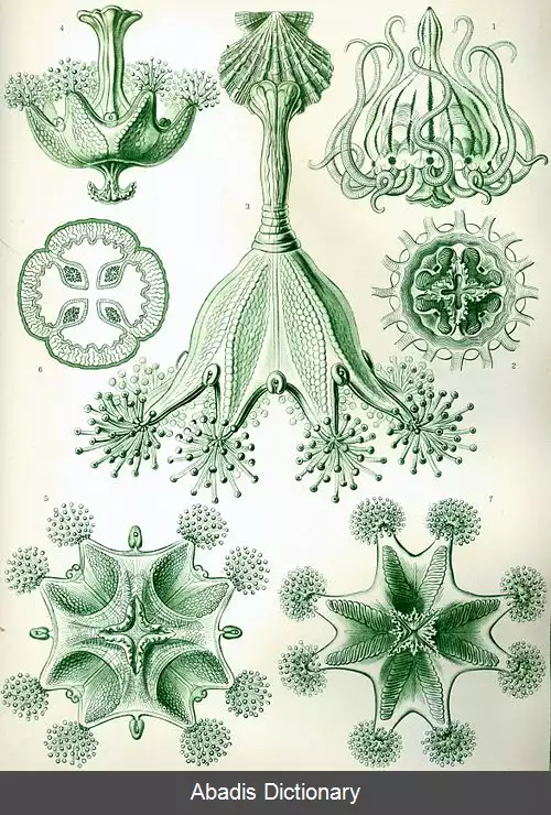 عکس ساق زیان