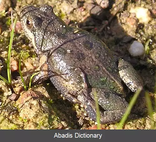 عکس قورباغه های تندابه آفریقایی