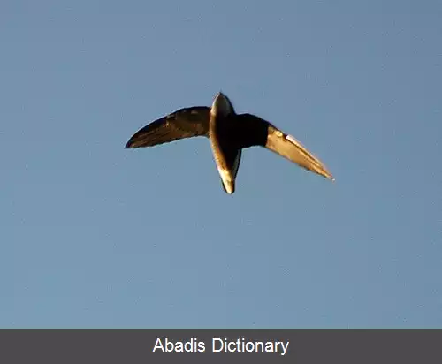 عکس دم سوزنی