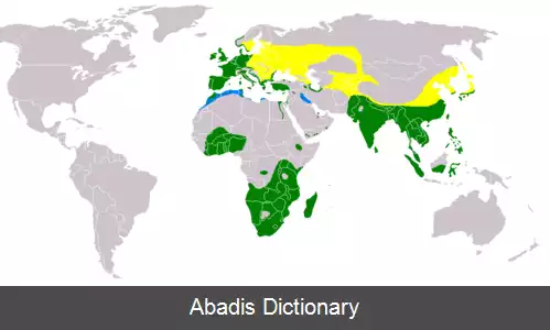 عکس چنگر نوک سرخ معمولی