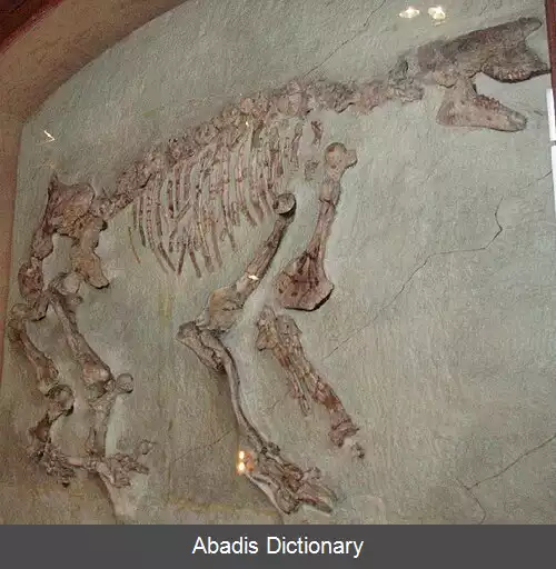 عکس ریگ دد