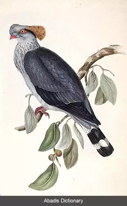 عکس کبوتر سرگنده